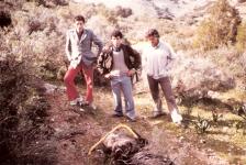 Les traqueurs devant le sanglier