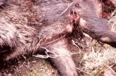 La blessure qui a rendu le sanglier furieux