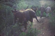 Sans acc�s, les sangliers sont port�s par un bourricot