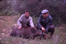 Alain avec un beau sanglier d'Algrie