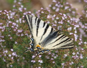papillon sur du thym en fleur