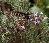 Papillon butinant des fleurs de thym