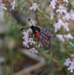 Papillon butinant des fleurs de thym