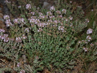 Les feuilles de thym