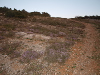 Le thym dans la guarrigue