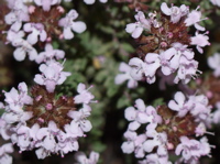 Fleur thym
