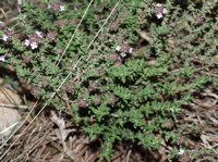 Les feuilles de thym vertes de l'anne